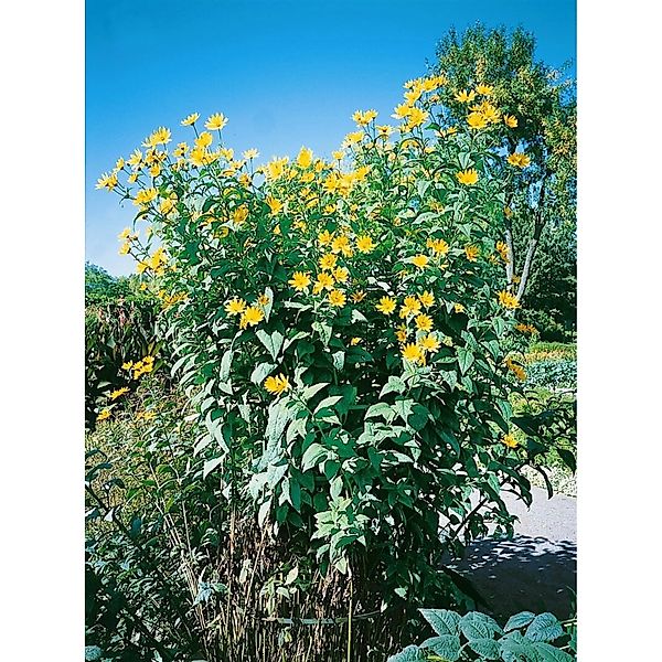 Helianthus Tuberosus Topinambur Ca. 11x11 cm Topf günstig online kaufen