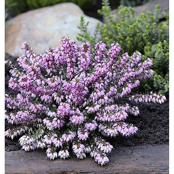 10x Winterheide Columbia - Erica carnea günstig online kaufen