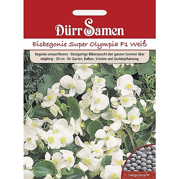 Dürr Samen Eisbegonie Super Olympia F1 Weiß Einjährig Saatgut günstig online kaufen