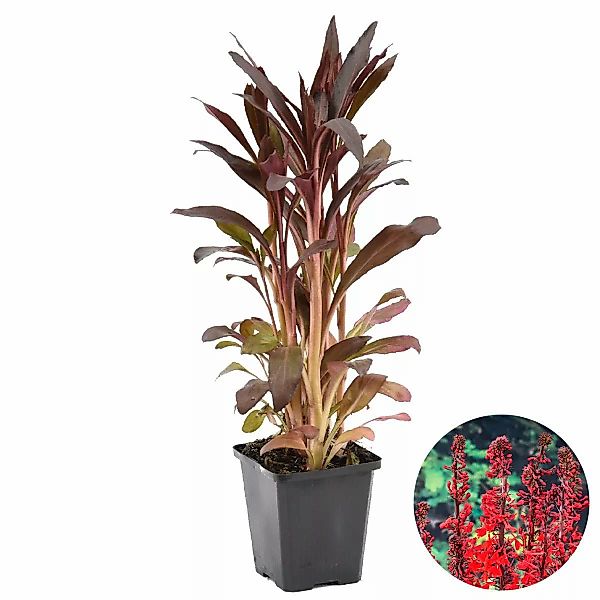 Casa Caron | Lobelia fulgens Queen Victoria günstig online kaufen