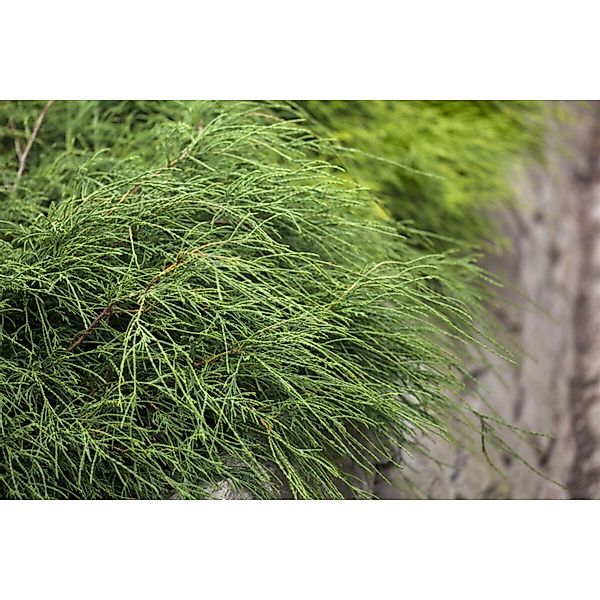Chamaecyparis Pisifera Filifera Nana Zypresse Kompakt 25–30 cm günstig online kaufen