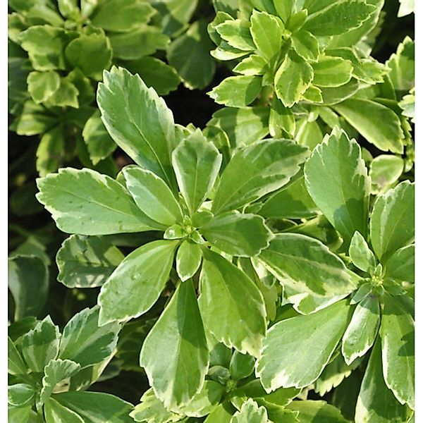 Schattengrün Dickmännchen Variegata - Pachysandra terminalis günstig online kaufen