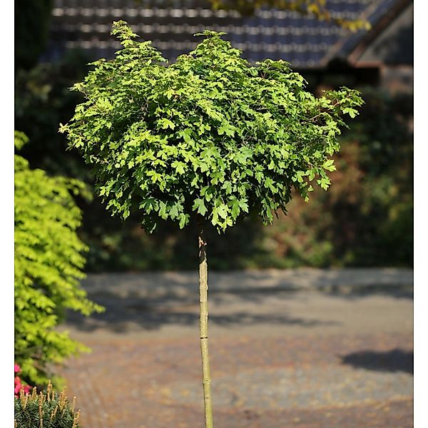 Hochstamm Kugel Feldahorn Nanum 125-150cm - Acer campestre günstig online kaufen