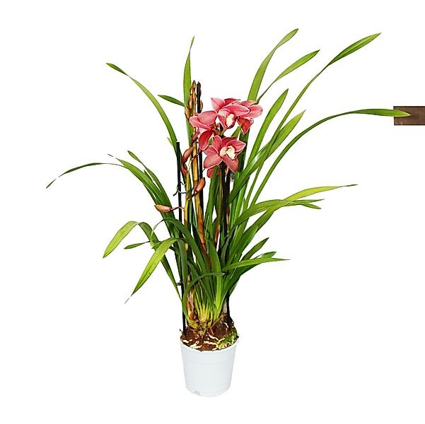 Exotenherz Zimmerpflanze Cymbidium Orchidee - Kahnorchidee - Die Orchidee f günstig online kaufen
