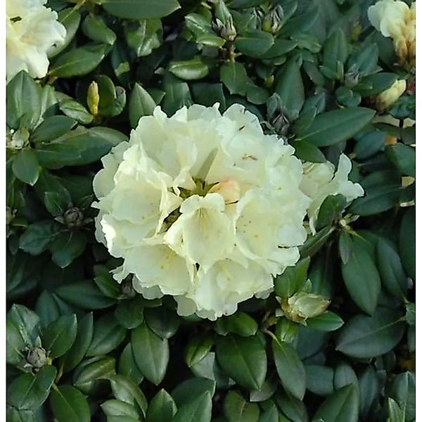 Rhododendron Centennial Gold 20-25cm - Alpenrose günstig online kaufen