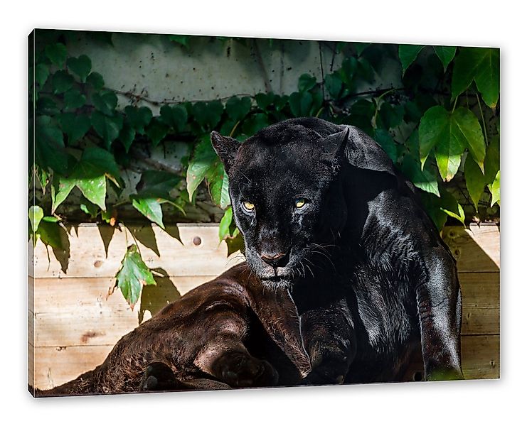 Pixxprint Leinwandbild schwarzer Panther, schwarzer Panther (1 St), Leinwan günstig online kaufen