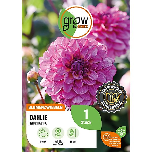 GROW by OBI Dahlie Muchacha Höhe ca. 65 cm günstig online kaufen