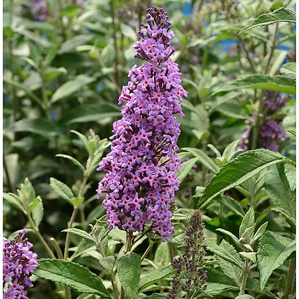 Zwerg Hänge Sommerflieder Little Lila 40-60cm - Buddleja günstig online kaufen