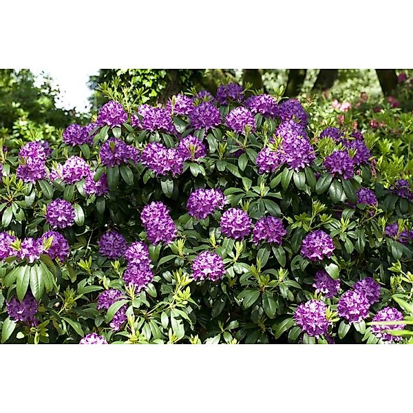 Rhododendron Catawbiense Grandiflorum Lila Blüten 90–100 cm günstig online kaufen