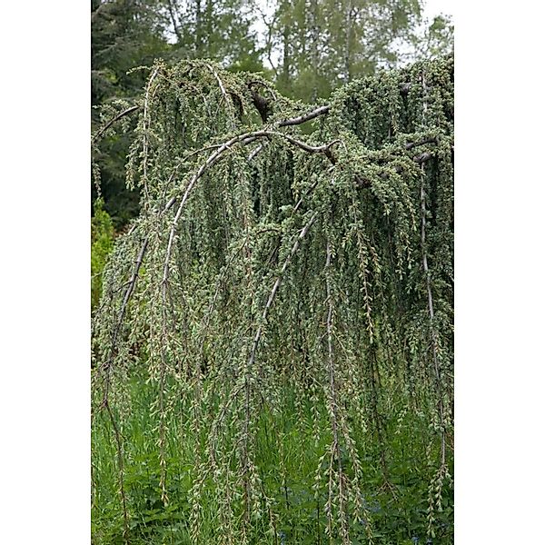 Cedrus Libani Glauca Pendula Libanon-Zeder Blaugrün 150–175 cm günstig online kaufen