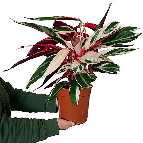 Green Me Up Zimmerpflanze Calathea Triostar No.19, im 19 cm Topf, 50–60 cm günstig online kaufen
