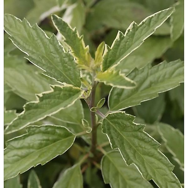 Bartblume White Surprise 30-40cm - Caryopteris clandonensis günstig online kaufen