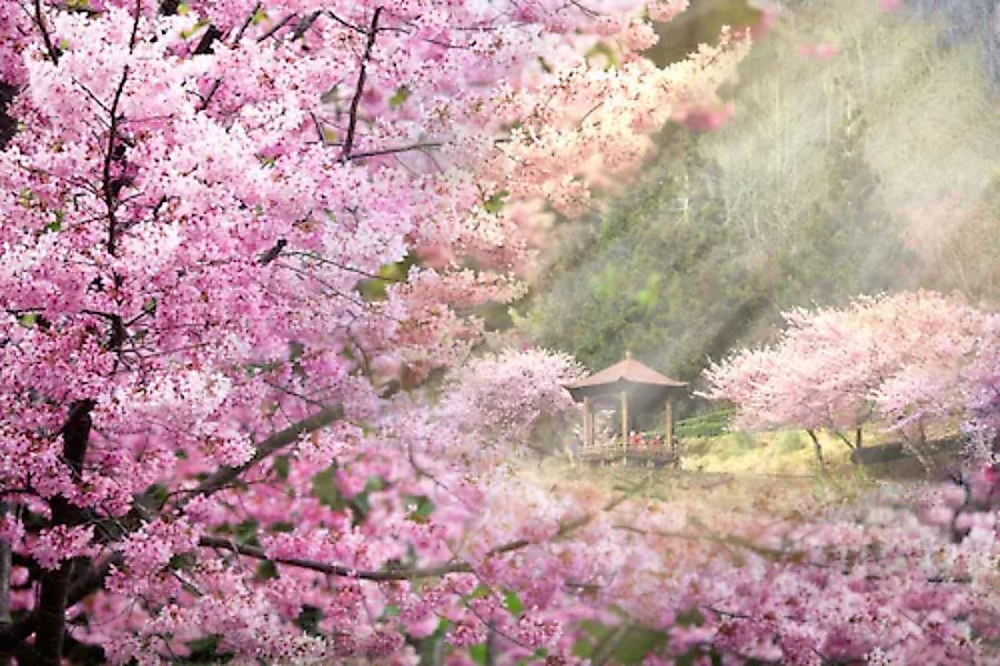 Papermoon Fototapete »Kirschblüten Bäume« günstig online kaufen