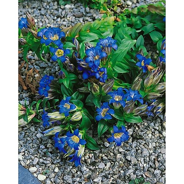 Gentiana Septemfida Siebenfacher Enzian Ca. 9x9 cm Topf günstig online kaufen