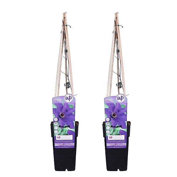 Casa Caron | Set von 2 Clematis Jackmanii Der Präsident günstig online kaufen