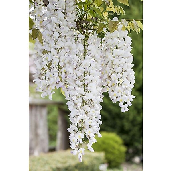Wisteria Sinensis Alba Chinesischer Blauregen Weiß 150–200 cm günstig online kaufen