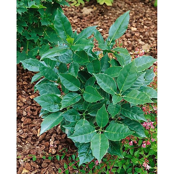 Aucuba Japonica Rozannie Japanische Aukube Immergrün 100–125 cm günstig online kaufen