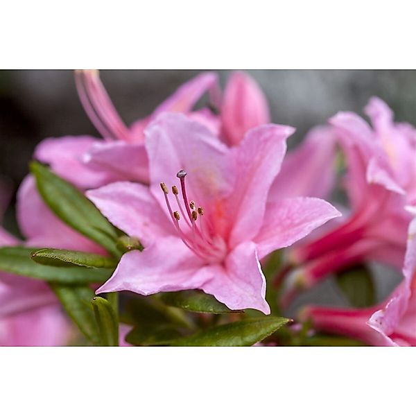 Rhododendron Viscosum Jolie Madame Sumpf-Rhododendron 120–140 cm günstig online kaufen