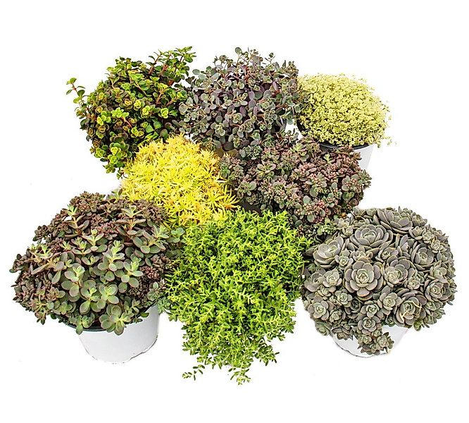 Exotenherz Beetpflanze 8 Winterharte Sedum-Pflanzen Fetthenne abwechslungsr günstig online kaufen