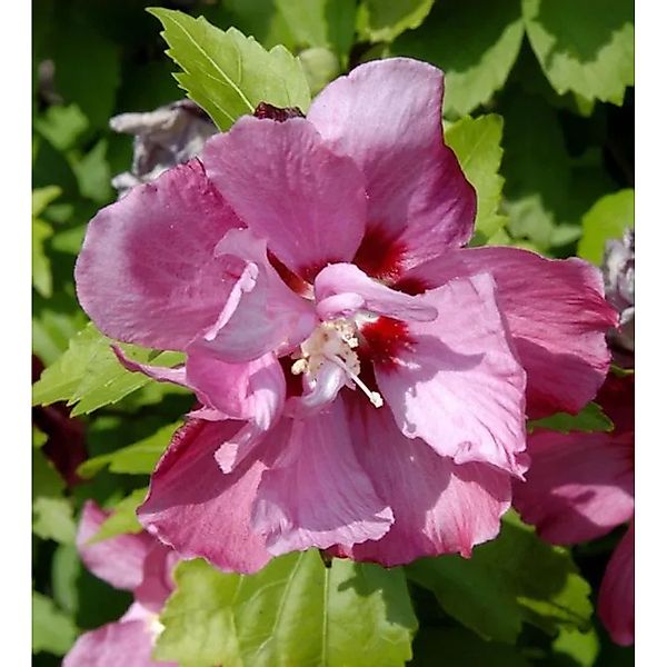 Hochstamm Garteneibisch Pink Giant 40-60cm - Hibiscus syriacus günstig online kaufen