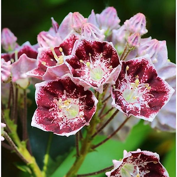 Berglorbeer Pinwheel 30-40cm - Kalmia latifolia günstig online kaufen