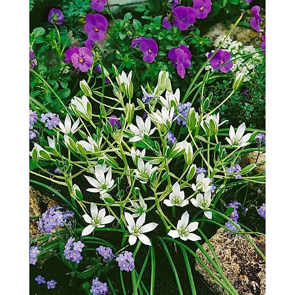 Ornithogalum Umbellatum Dolden Milchstern Ca. 9x9 cm Topf günstig online kaufen