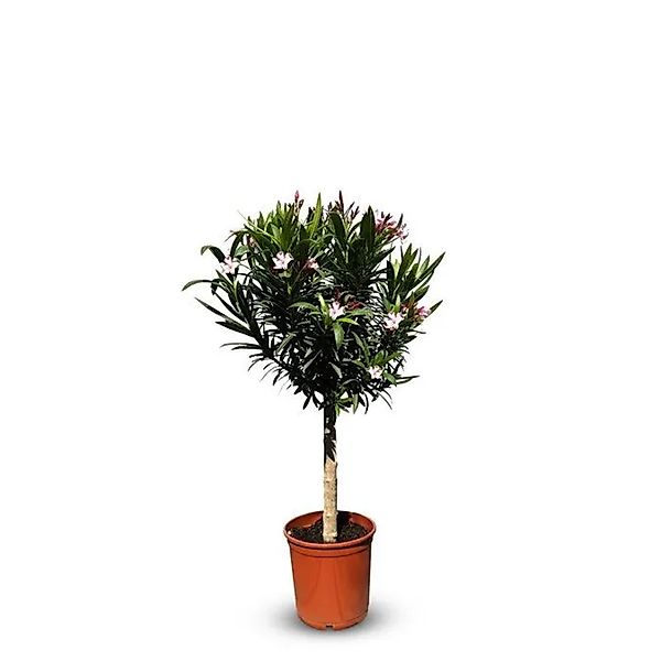Sunny-Tree Oleander auf Stamm Farbe Rosa Nerium Oleander Höhe 110-120 cm Pf günstig online kaufen