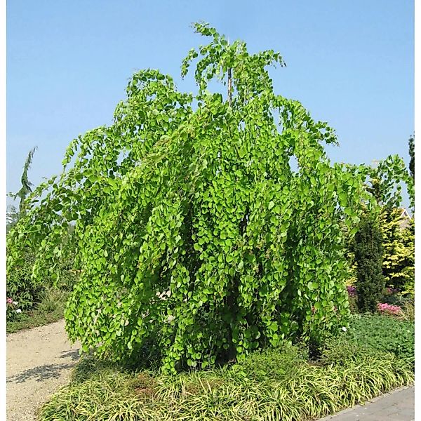 Hänge Judasblattbaum 125-150cm - Cercidiphyllum japonicum günstig online kaufen