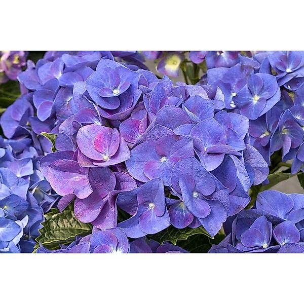 Hydrangea Macrophylla Bauernhortensie Jip Blue 30-40 cm günstig online kaufen