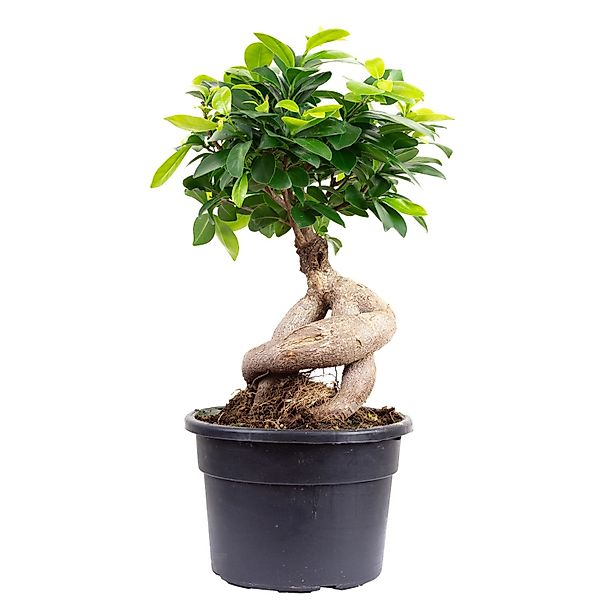 Value Greens Chinesische Feige  Bonsai-Style mit Ficus Ginseng  ca. 35 cm H günstig online kaufen