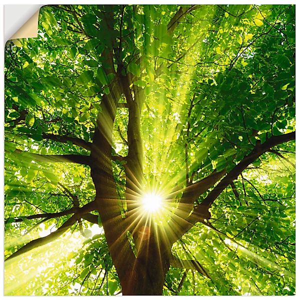 Artland Wandbild »Sonne strahlt explosiv durch den Baum«, Bäume, (1 St.) günstig online kaufen