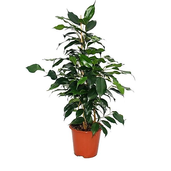 Exotenherz Zimmerpflanze Ficus benjamini "Danielle", Birkenfeige 14cm günstig online kaufen
