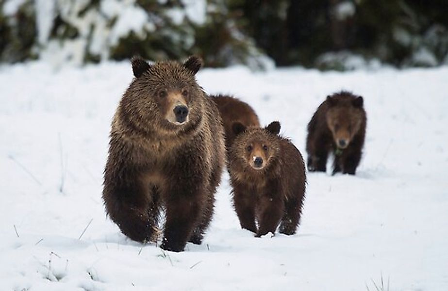 Papermoon Fototapete »GRIZZLEY BÄR-MIT JUNGEN WINTER NATUR WILDE TIERE WALD günstig online kaufen