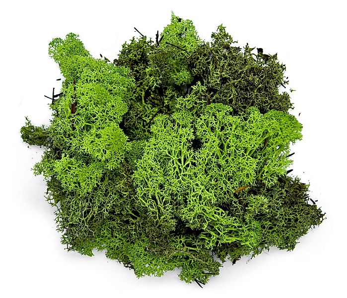 Trockenblume Islandmoos konserviert und stabilisiert in Natur 500gramm, mei günstig online kaufen