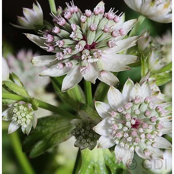 Sterndolde Star of Billion - Astrantia major günstig online kaufen