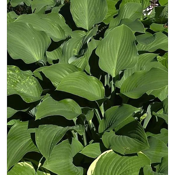 Funkie Krossa Regel - Hosta nigrescens günstig online kaufen