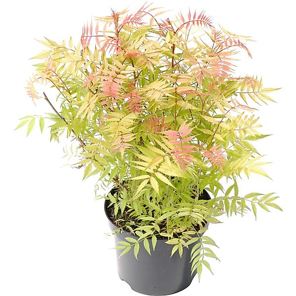 Niedrige Fiederspiere Sem Höhe ca. 30 - 40 cm Topf ca. 4 l Sorbaria sorbifo günstig online kaufen