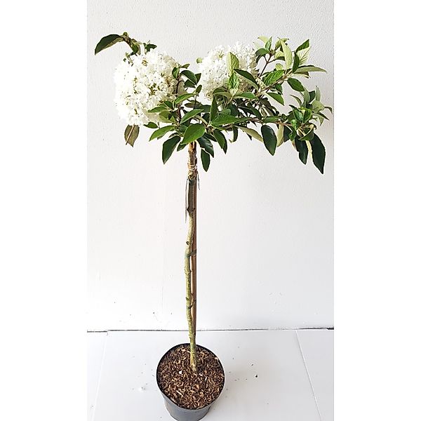 Pflanzen-Boering Viburnum Eskimo Schneeball-Stämmchen Gesamthöhe 120-130 cm günstig online kaufen