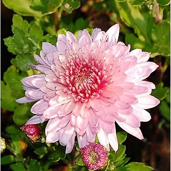 Winteraster Orchid Helen - Chrysanthemum hortorum günstig online kaufen