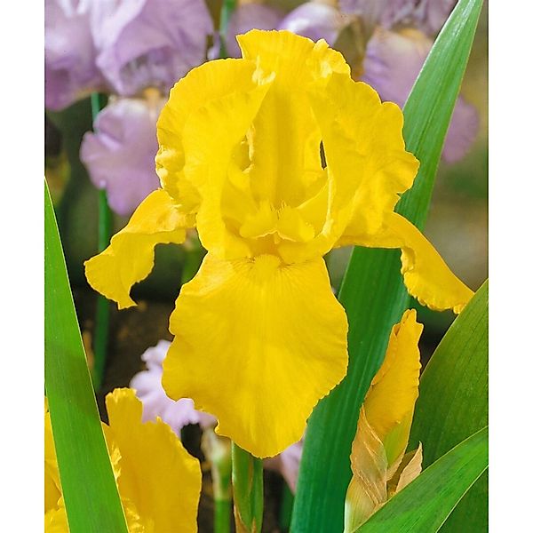 Iris X Barb.-Elat. Schwertlilie Granada Gold Ca. 11x11 cm Topf günstig online kaufen