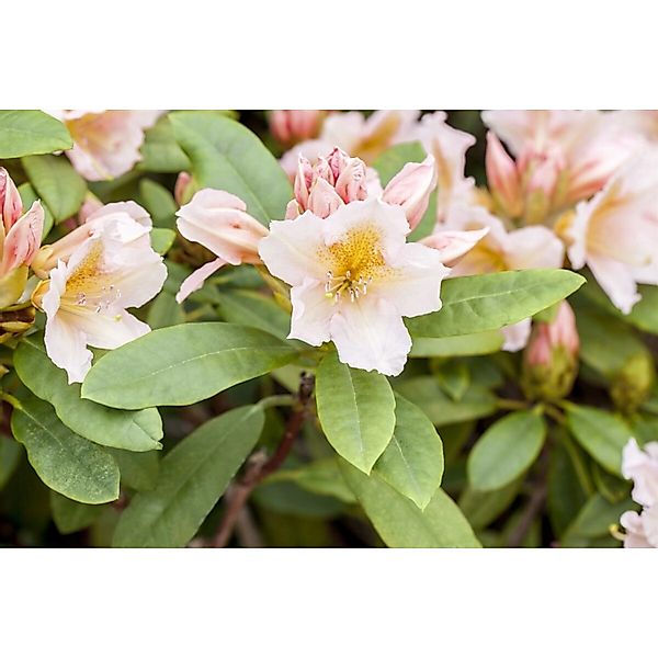 Rhododendron Hybr. Belkanto Rhododendron 30–40 cm Rosa Blüten günstig online kaufen