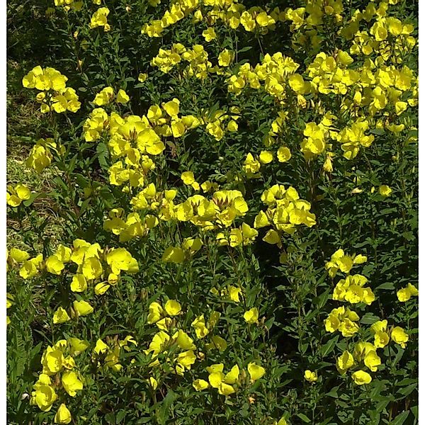 Hohe Nachtkerze - Oenothera fruticosa günstig online kaufen