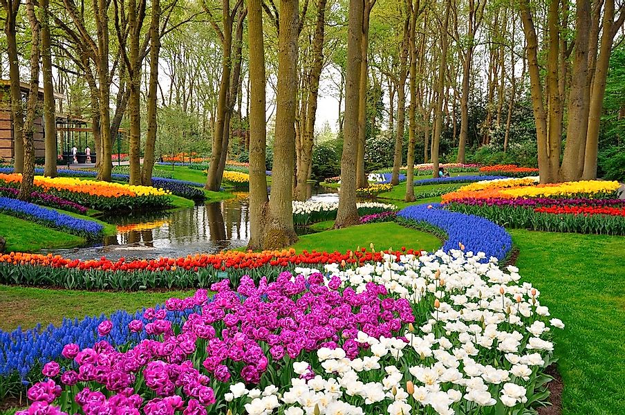 Papermoon Fototapete "Tulips in Keukenhof Park" glatt günstig online kaufen