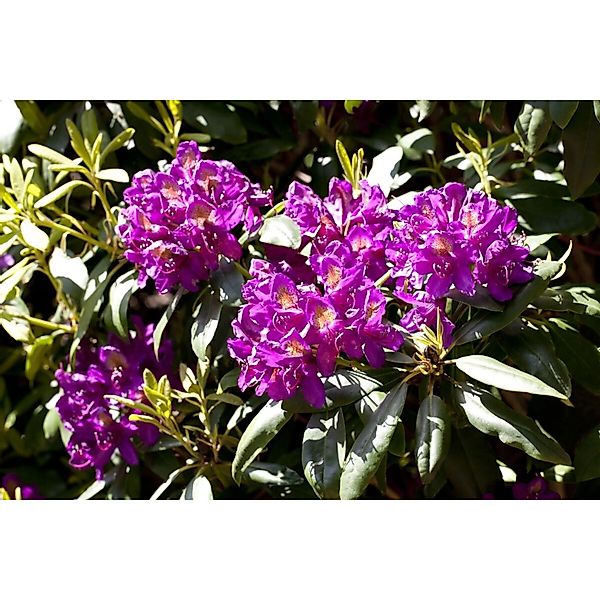 Rhododendron Hybr. Marcel Menard Lila Blüten 40–50 cm günstig online kaufen