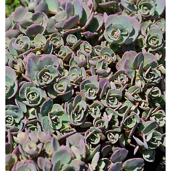 Pflaumen Fetthenne Betram Anderson - Sedum cauticola günstig online kaufen