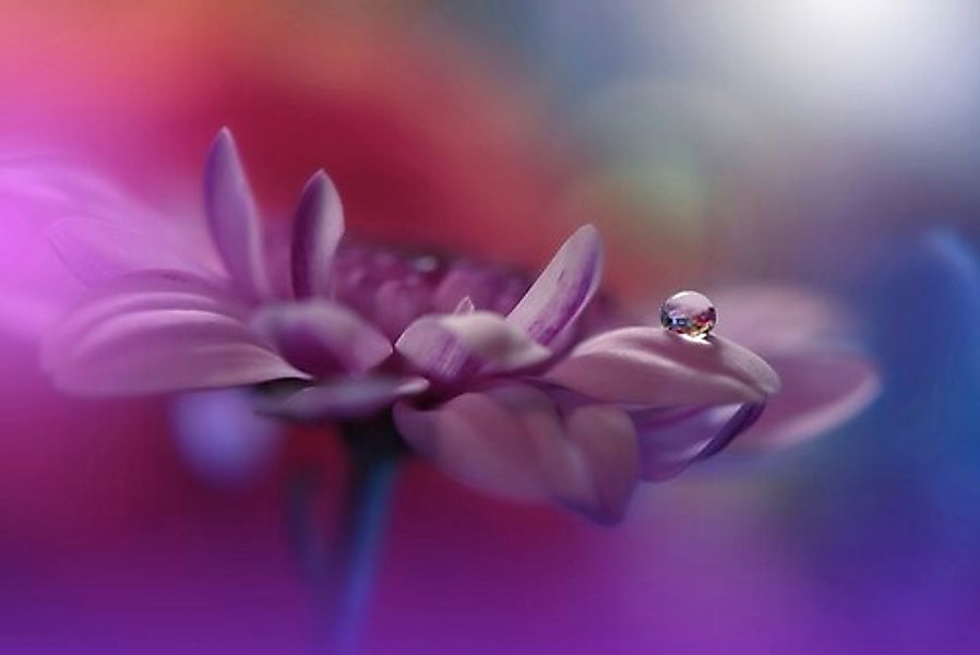 Papermoon Fototapete »Zen Wassertropfen mit Blume Makro« günstig online kaufen
