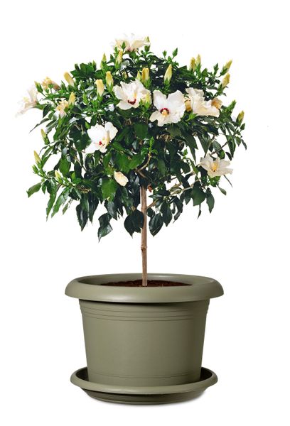 Scheurich Blumentopfuntersetzer aus Kunststoff, frostfest, UV-beständig, günstig online kaufen