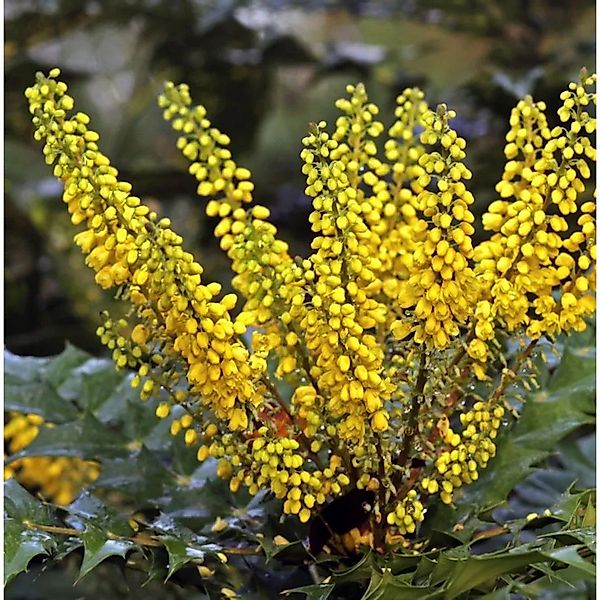 Mahonie Charity 60-80cm - Mahonia media günstig online kaufen