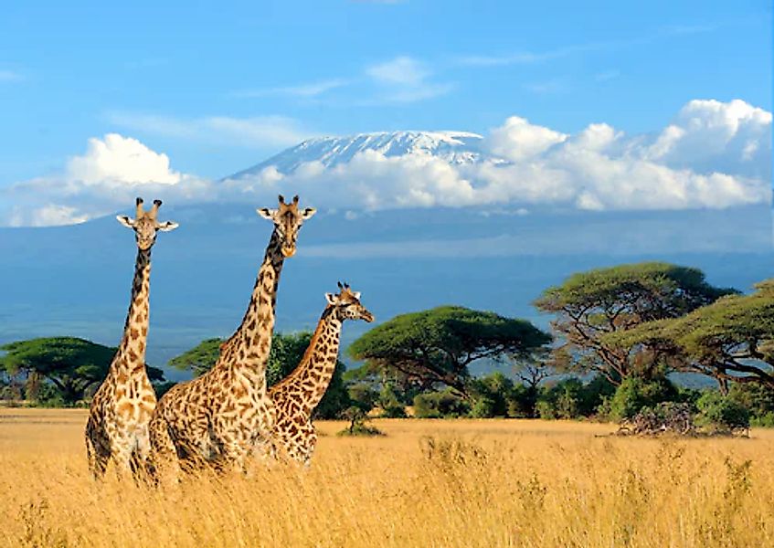 Papermoon Fototapete »Giraffes at Kilimanjaro« günstig online kaufen