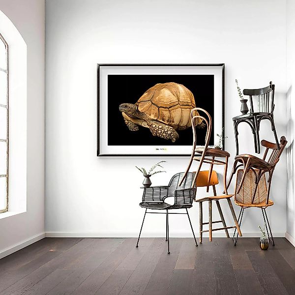 KOMAR Wandbild - Ploughshare Tortoise - Größe: 70 x 50 cm mehrfarbig Gr. on günstig online kaufen